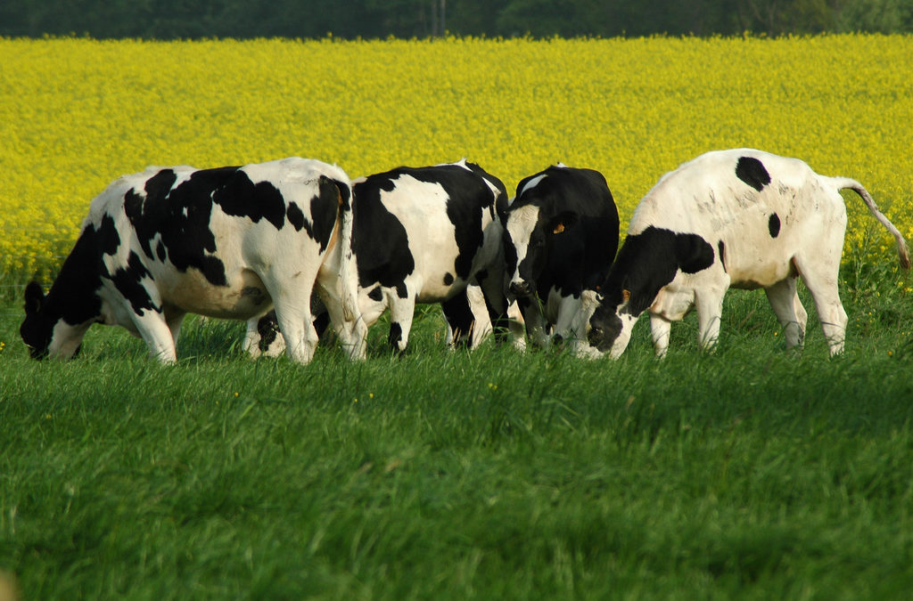 Prix du lait : la situation n’est plus tenable !