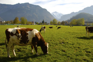 L’UDI tient à réaffirmer son entier soutien au monde agricole et à l’agriculture française