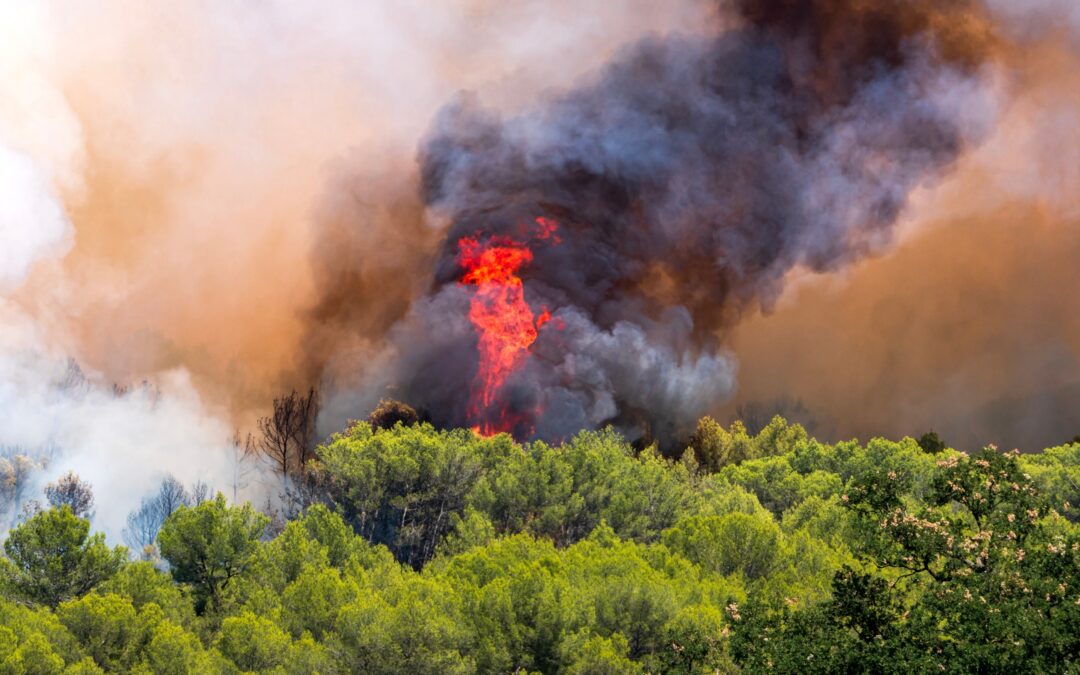 Pour lutter et prévenir les incendies, nos forêts doivent être gérées « durablement »…