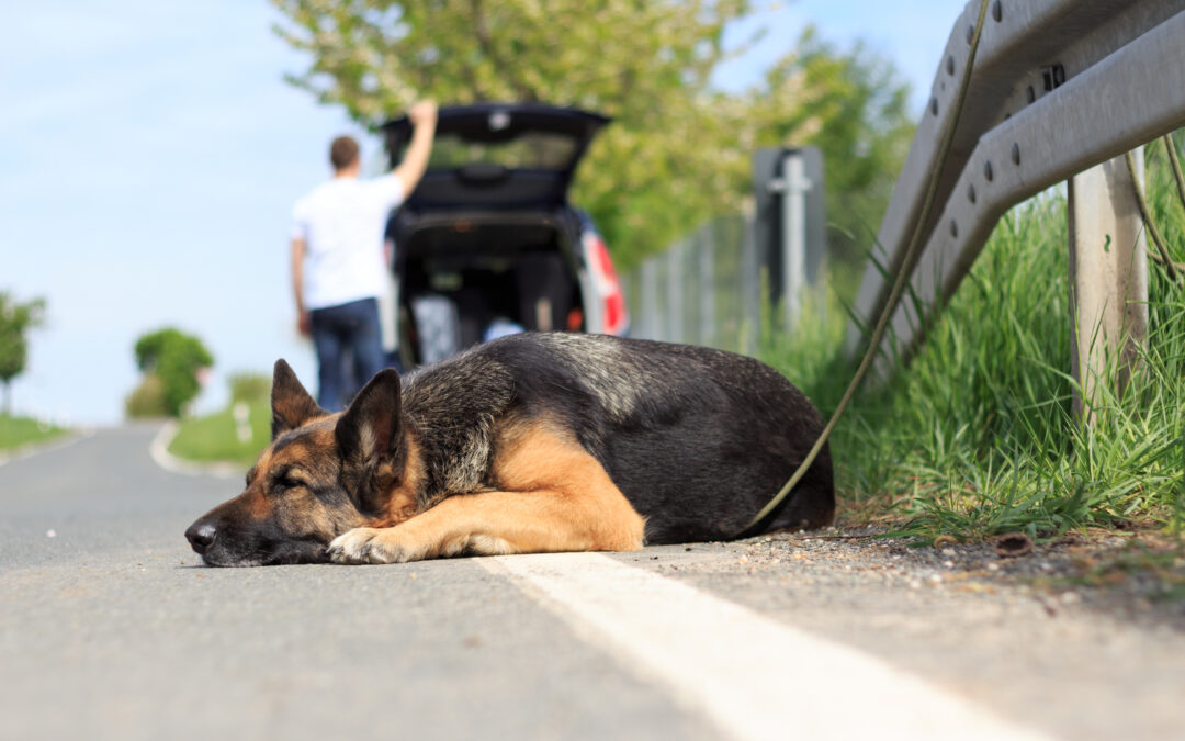 Animaux de compagnie, hausse de 15% des abandons