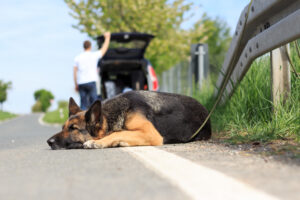 Abandoned,Dog