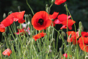 Coquelicot