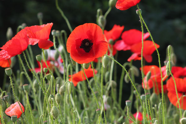 Le surtourisme au Pays du Coquelicot