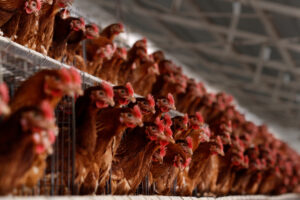 Mendoza,,Argentine,,August,13,,2014.,Chicken,Hatchery,,Poultry,Dedicated,To