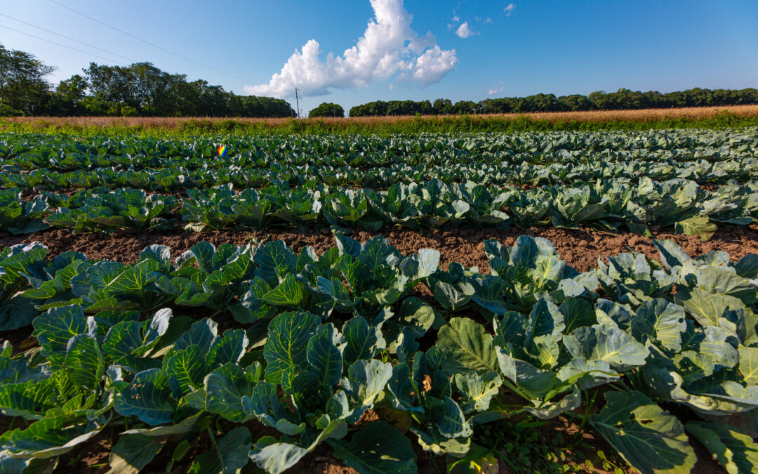 Vols agricoles en hausse : entre perte de récoltes et inquiétudes croissantes