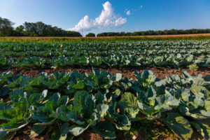 Rural fields, cabbage harvest, rows of planted cabbage.