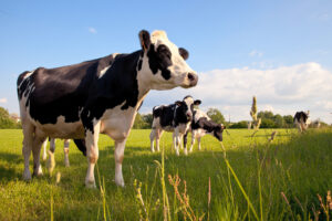 Troupeau de vaches laitières en campagne > France