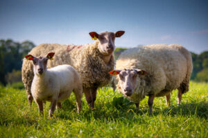 Troupeau de mouton de race Rouge de l’Ouest en Anjou, France.