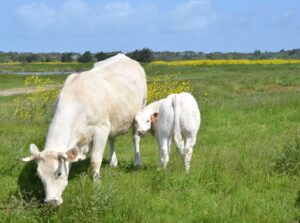 Vache et veau de race charolaise (Charolais Cow), marais, île de Noirmoutier, Vendée, France