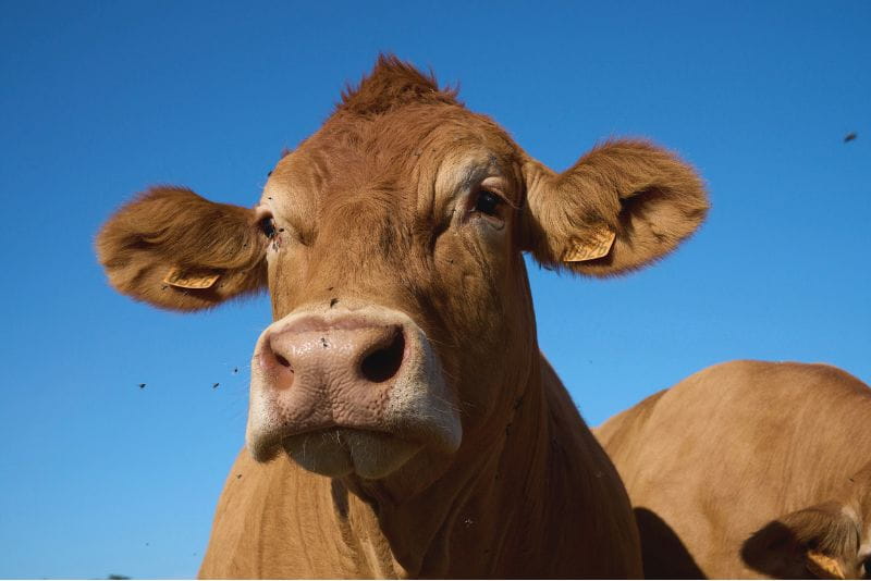 Salon de l’Agriculture 2025 : entre optimisme et défis persistants
