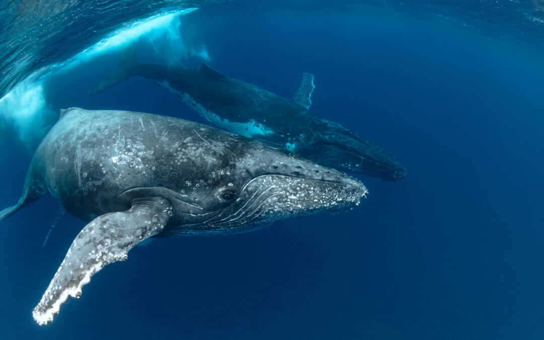 L’Outre-mer, vigie maritime et levier écologique de la France dans l’océan Indien