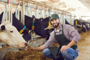 Portrait of a male farmer who is feeding a cow in a cowshed on a farm with straw in his hands.