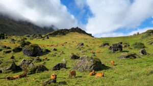 Herd of brown cows grazing on alpine pasture, Savoie, France, Europe.