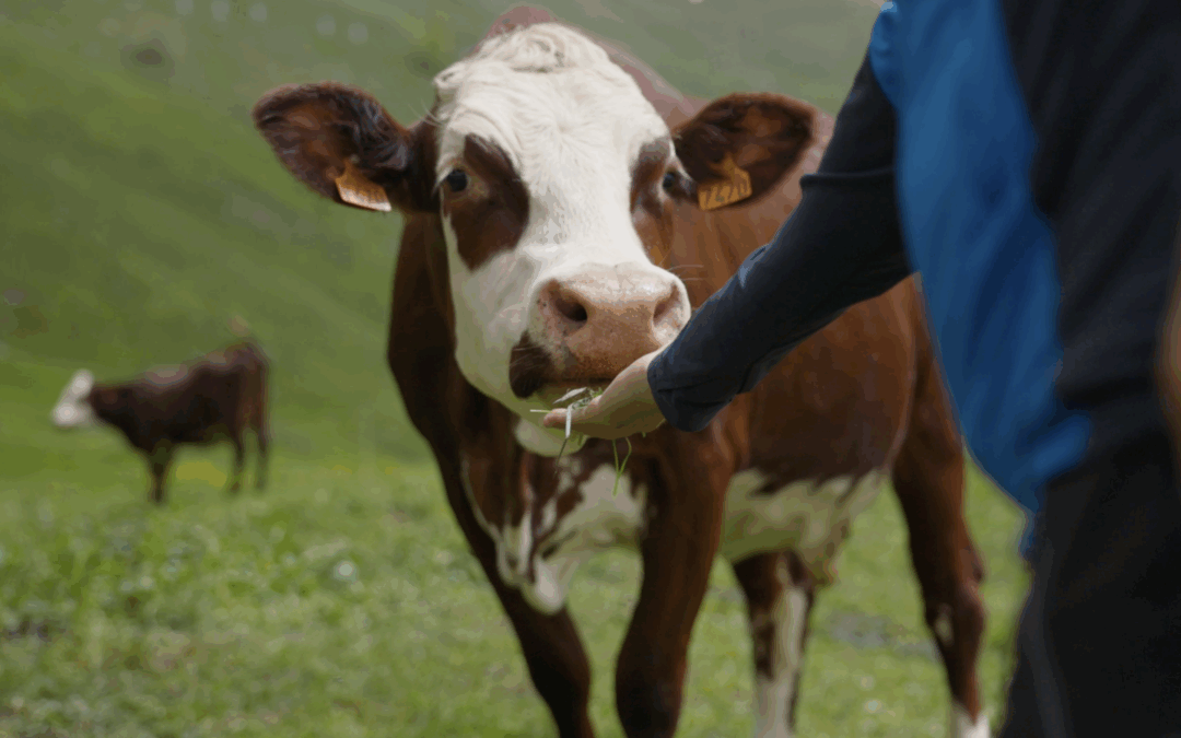 Salon international de l’Agriculture 2026 : attentes et perspectives