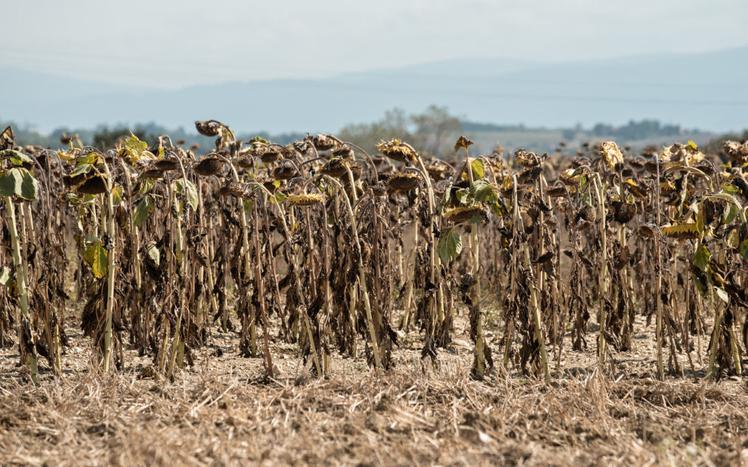 Canicules, crise au Moyen-Orient : nos agriculteurs n’ont plus le temps d’attendre