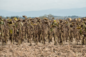 SECHERESSE EN OCCITANIE – DROUGHT IN FRANCE